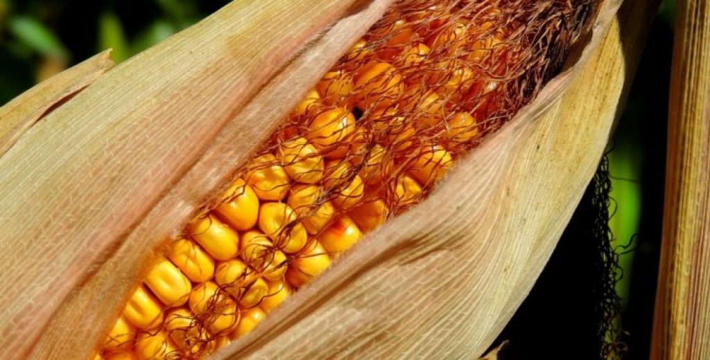 Cientistas trabalham em milho multirresistente