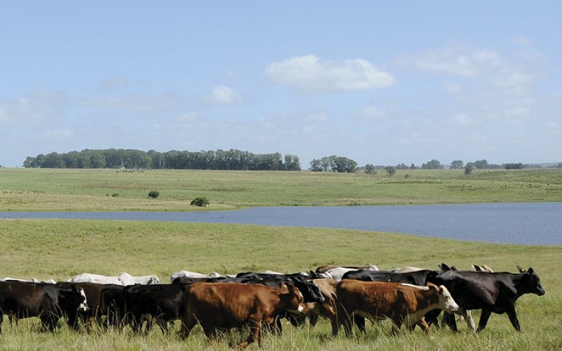 Animais criados livres no pampa fornecem carne mais saudável