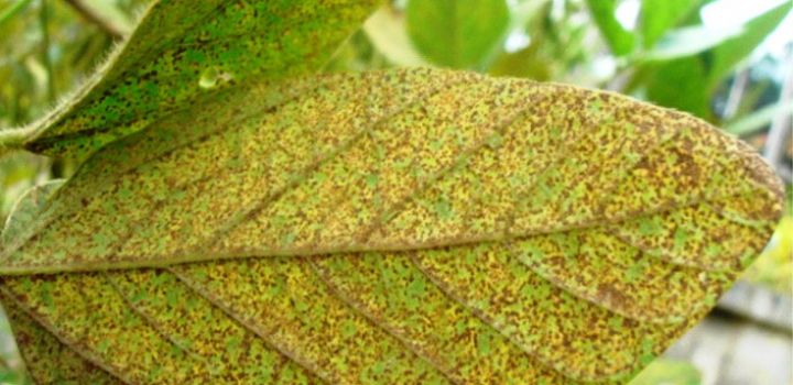 Incidência precoce da ferrugem da soja desafia produtores