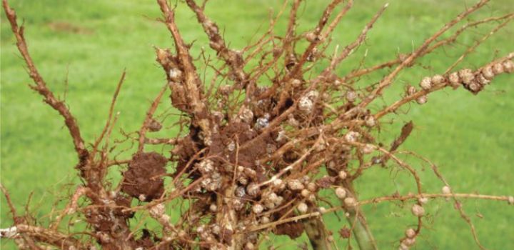 A importância dos micronutrientes da soja para produtividade