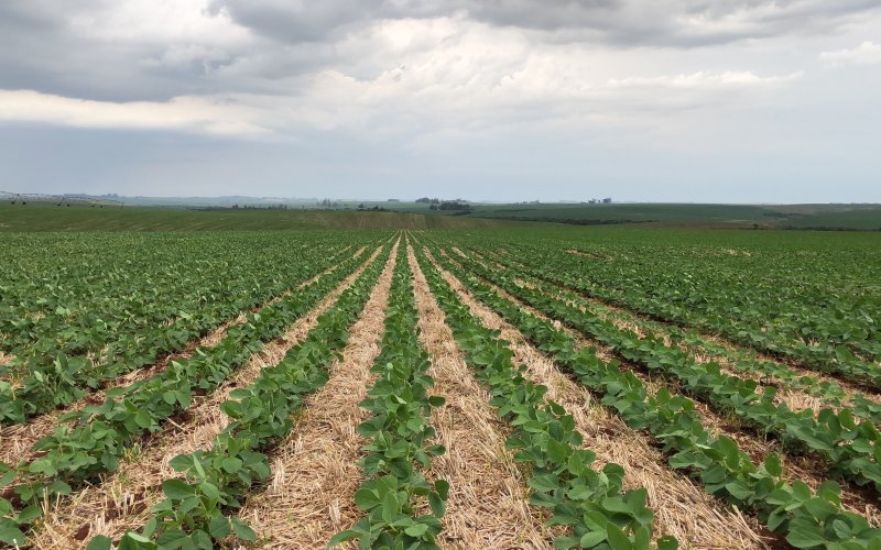 Lançado herbicida para manejo de pré-plantio de soja