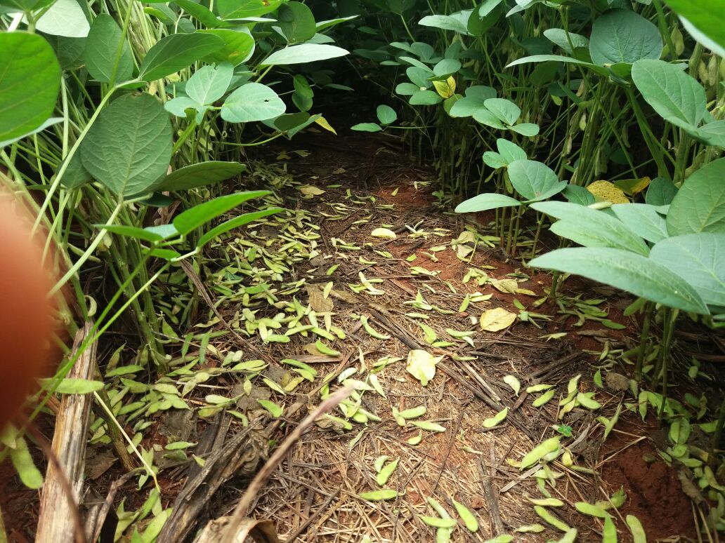 O caminho escolhido pela fisiologia da planta