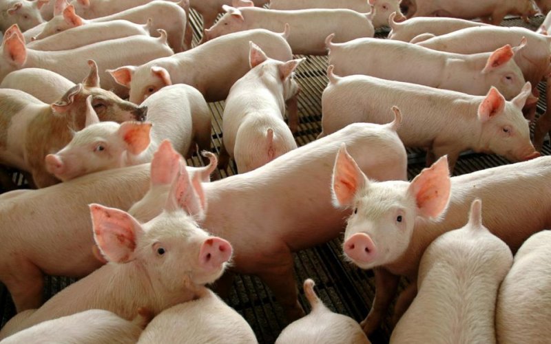 Os antioxidantes e a saúde intestinal dos animais
