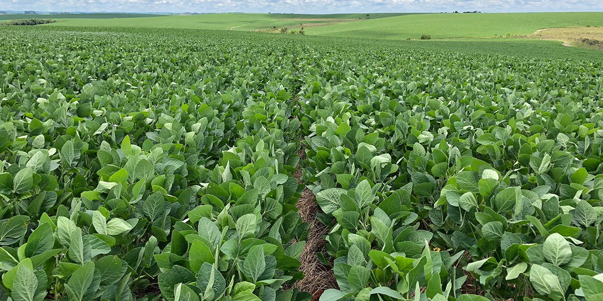 O estresse térmico e a soja