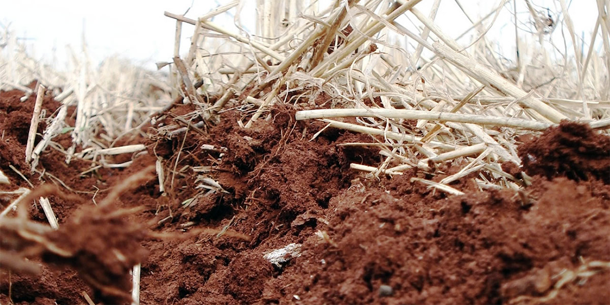 Microrganismos encontrados no solo interferem diretamente na produção das lavouras agrícolas