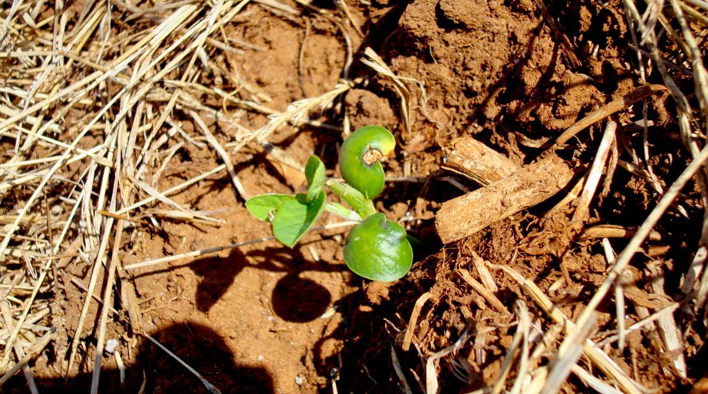 Antracnose, a doença silenciosa que aumenta em incidência safra após safra
