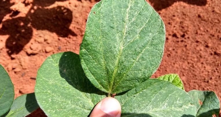 Tripes: nosso desafio é encontrar plantas de soja sem ataque