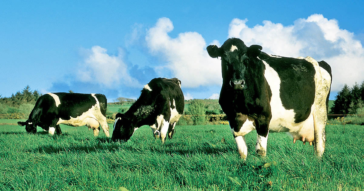 Integração lavoura-pecuária agrega renda ao produtor