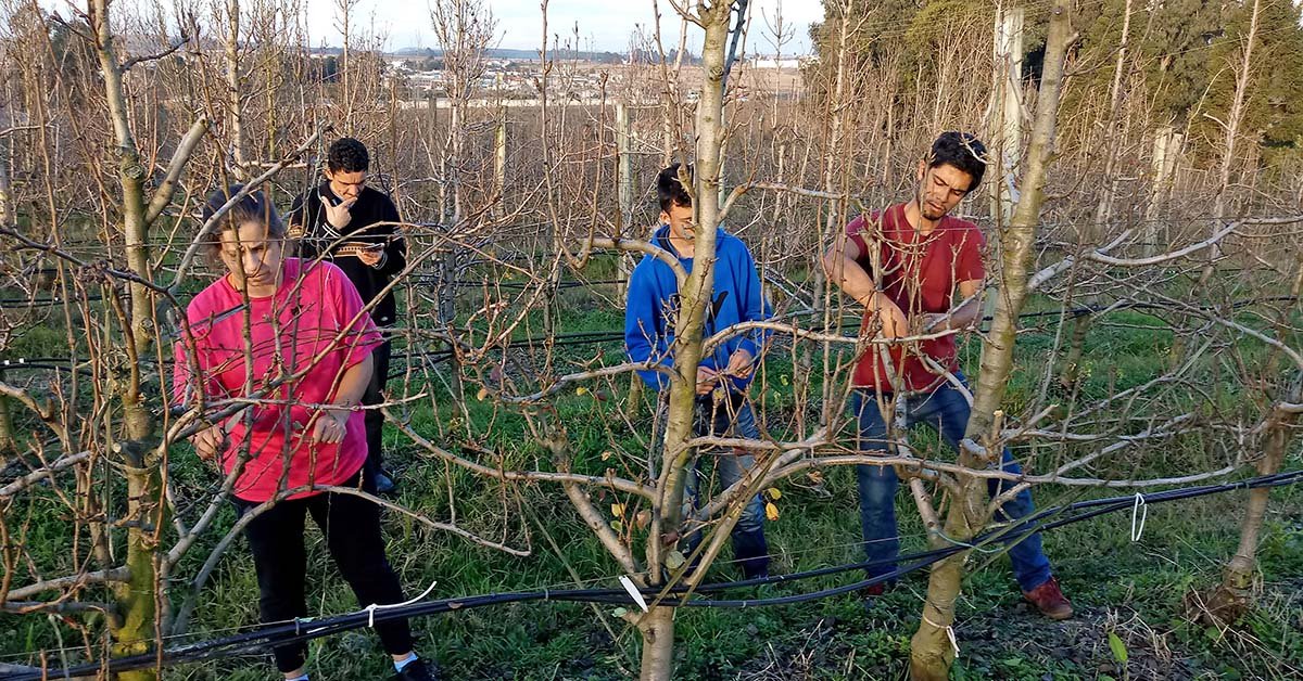 Pera: tão gostosa ao consumidor e tão desafiadora ao fruticultor