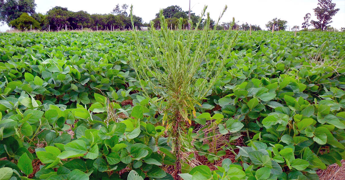 Tecnologia brasileira combate plantas daninhas de difícil controle