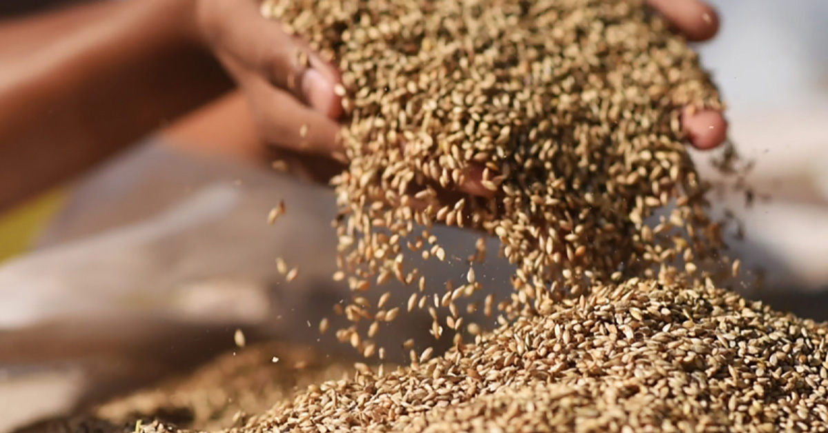 Sementes forrageiras tratadas elevam a produtividade no campo