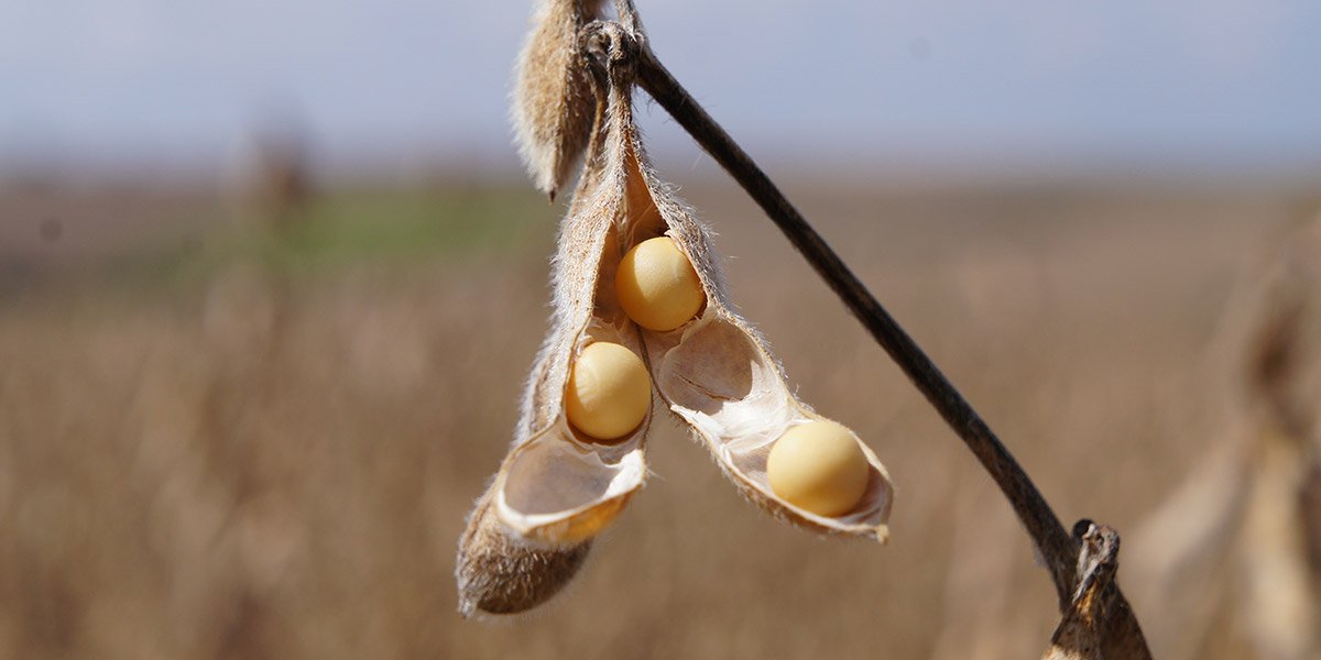 Importação de soja pela China cai 24% em maio com guerra comercial