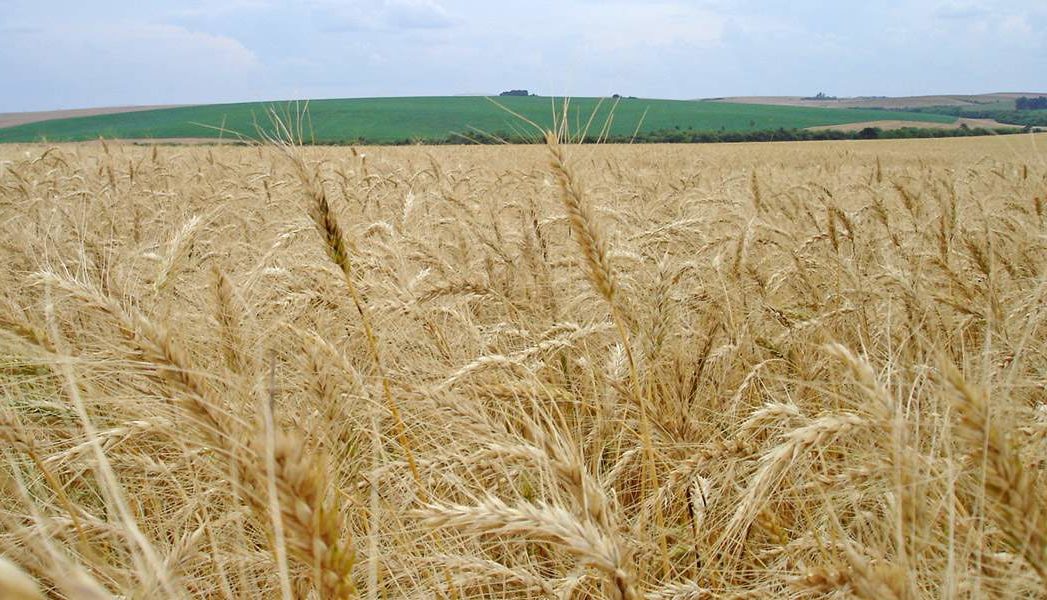 Fórum Nacional do Trigo é em Passo Fundo na próxima terça-feira