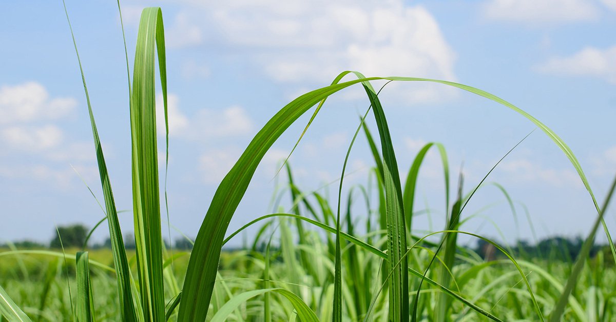 Fertilizante para cana-de-açúcar é destaque na Megacana Tech Show
