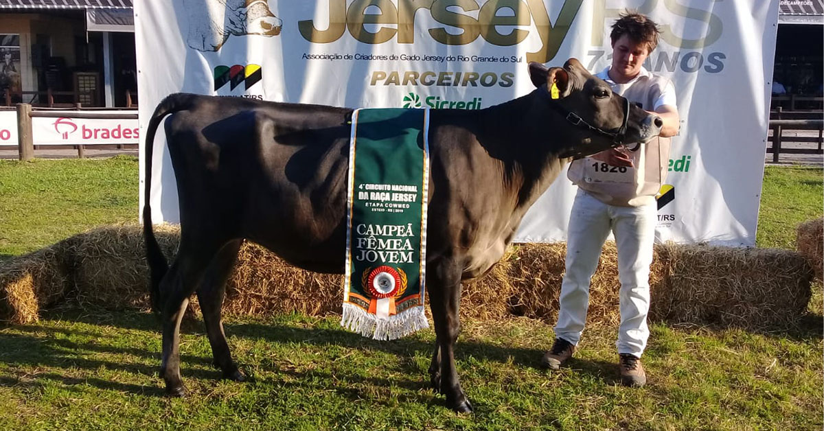 Grande Campeã Fêmea Jovem da raça Jersey é de Salvador do Sul
