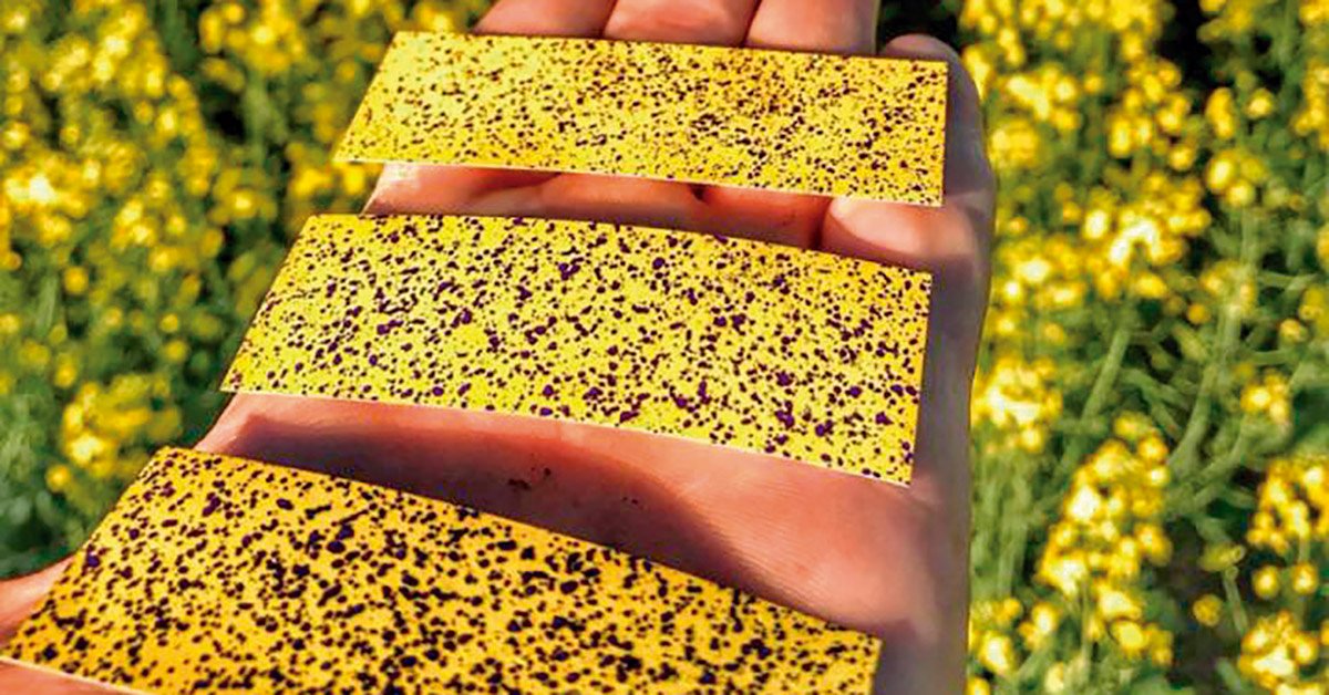 Conheça o Programa de Tecnologia Monitorada de Aplicação