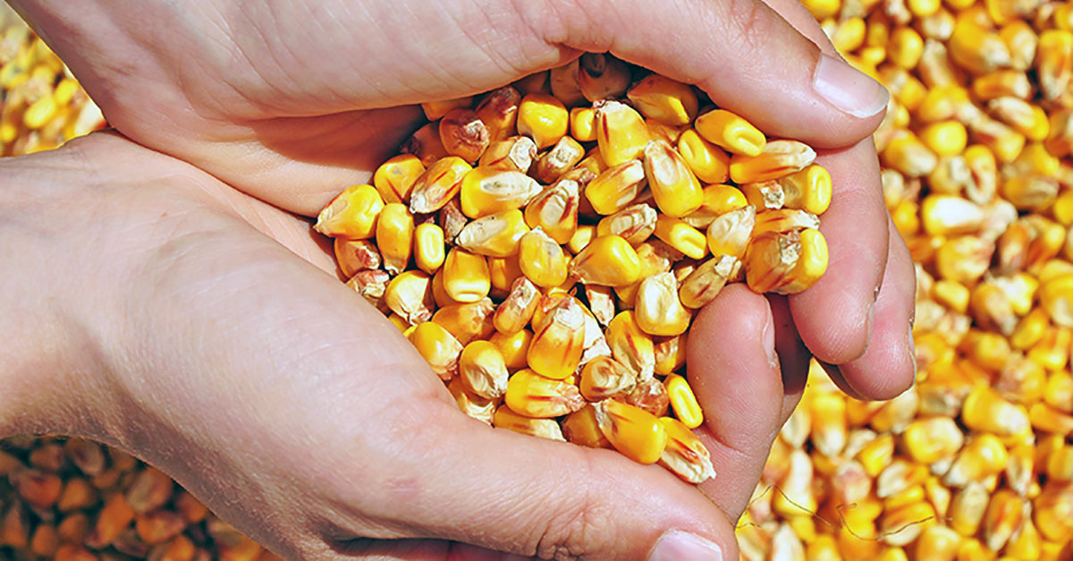 Agricultura: a arte expressada em números