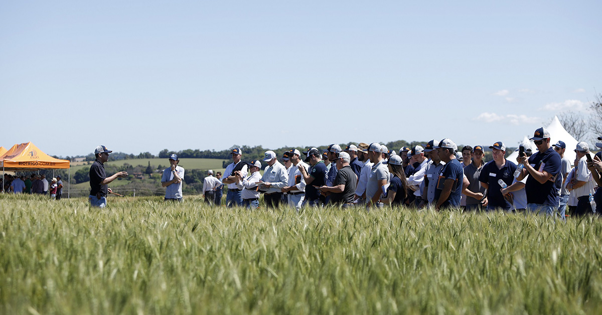 Dia de campo reúne cadeia produtiva do trigo em Ijuí