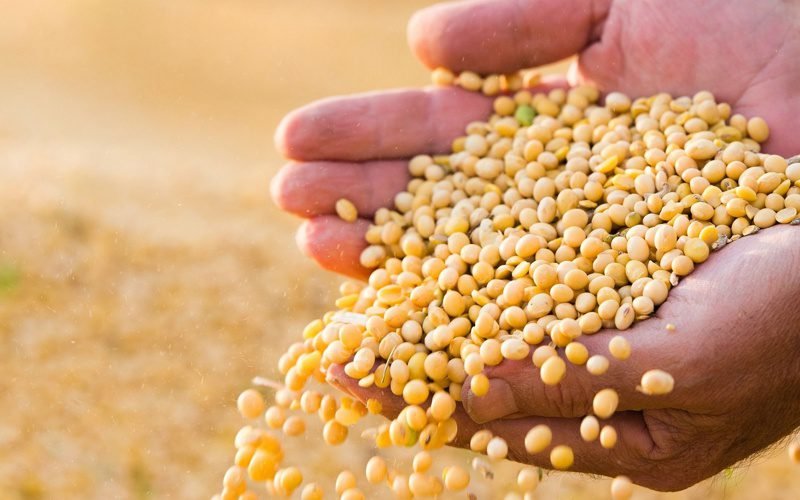 Ministra da Agricultura assina memorando do Projeto Coalizão Soja 4.0