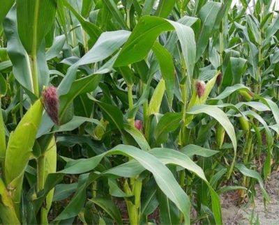 Foto: Celio Marcos Ferreira