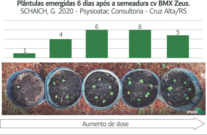 Sementes de baixo vigor e germinação: Como a nutrição pode ajudar