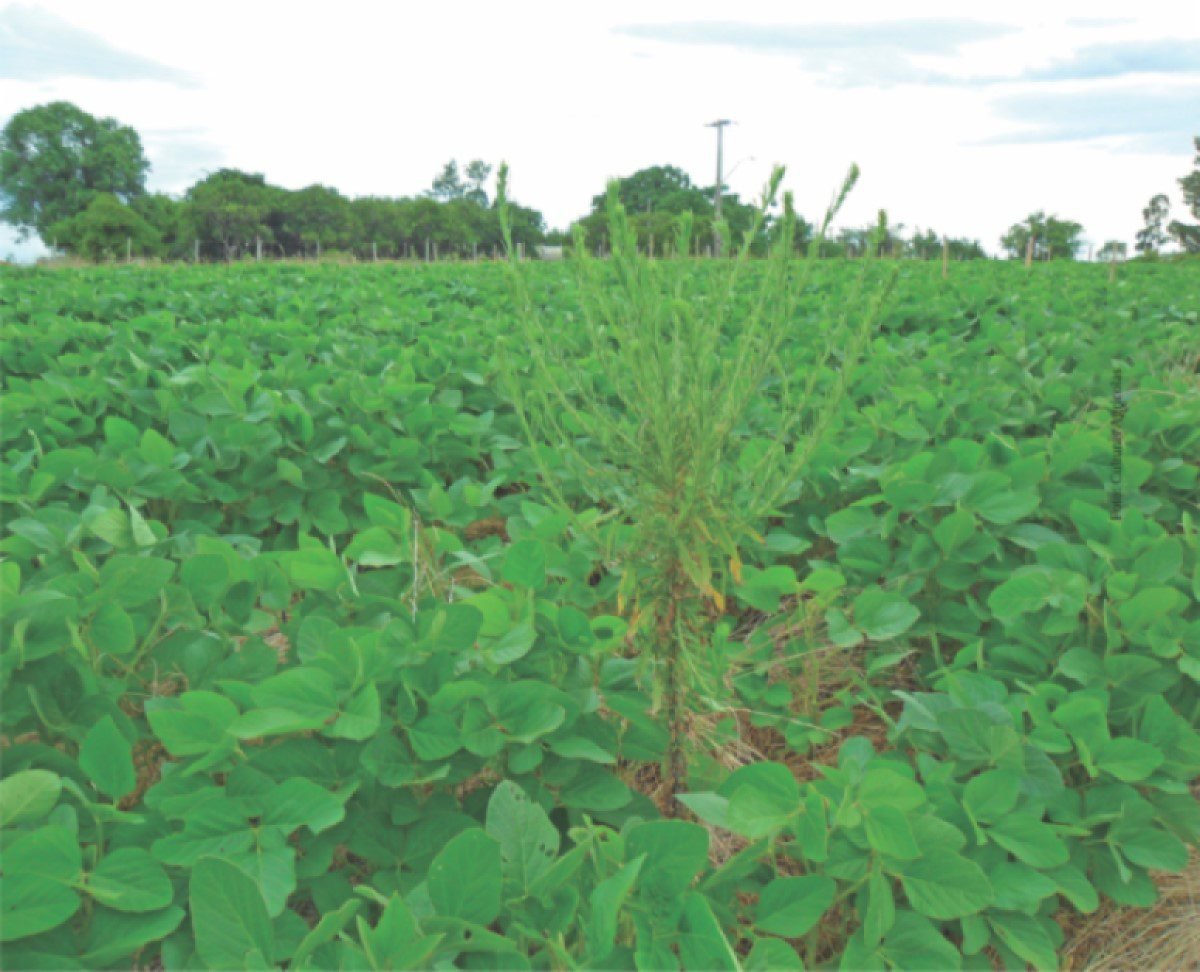 Oportunidade para vencer a guerra contra as plantas daninhas