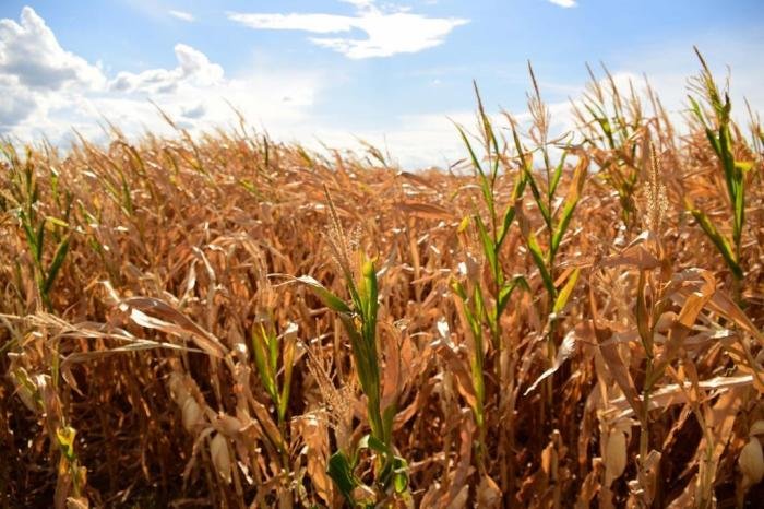 Produtores gaúchos pedem ajuda do Governo após estiagem