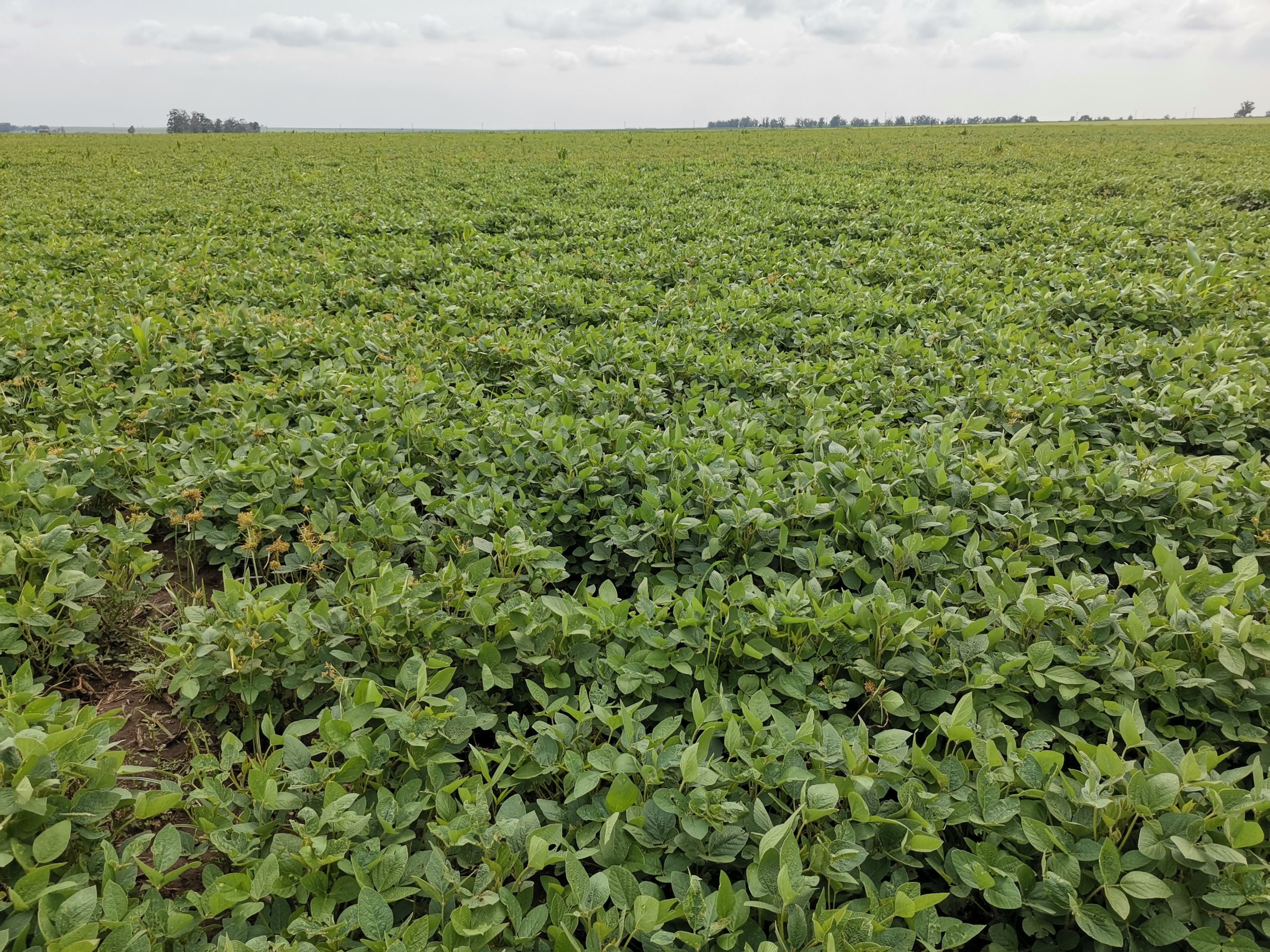 AGROTEC – Soja na África: Uma visão das lavouras