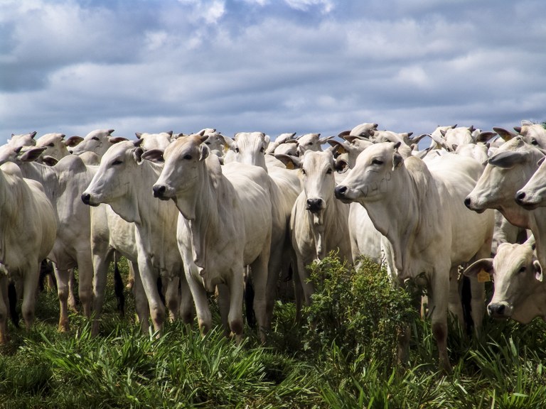 MAPA publica regras para avaliação de produtividade de animais