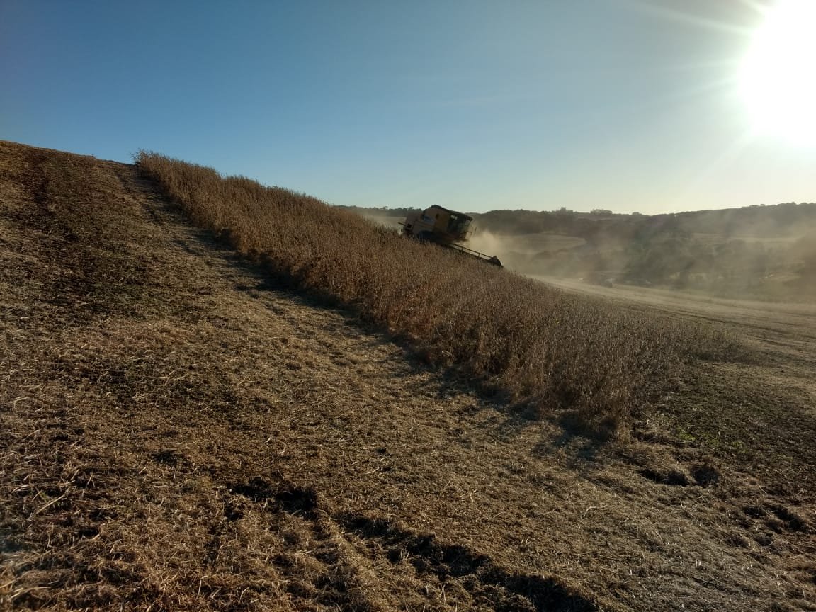 Colheita gaúcha: Mais de 70% das lavouras de milho e soja já foram colhidas