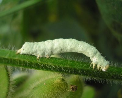 O fungo Metarhizium rileyi ataca lagartas prejudiciais à agricultura - Foto: Daniel Sosa-Gómez