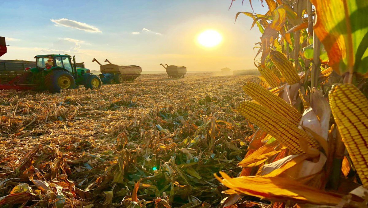 Emater estima que 98% das áreas estão colhidas no RS