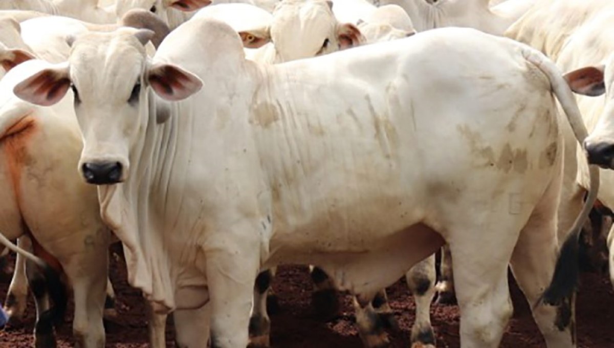 Mercado do Boi Gordo se mantém firme em meio à pandemia