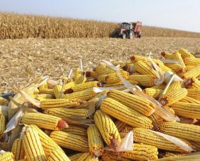 Frente Milho - (Foto: Thinkstock)