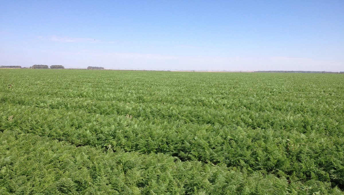 Conheça propriedades rurais e projetos que são modelo de sustentabilidade no Brasil