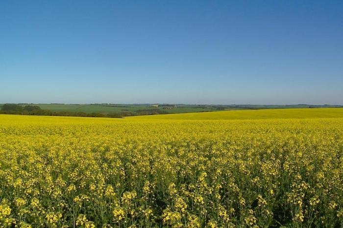 Canola apresenta bom desenvolvimento durante implantação no RS