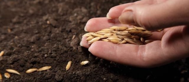 Clima traz otimismo para lavouras de trigo no Brasil