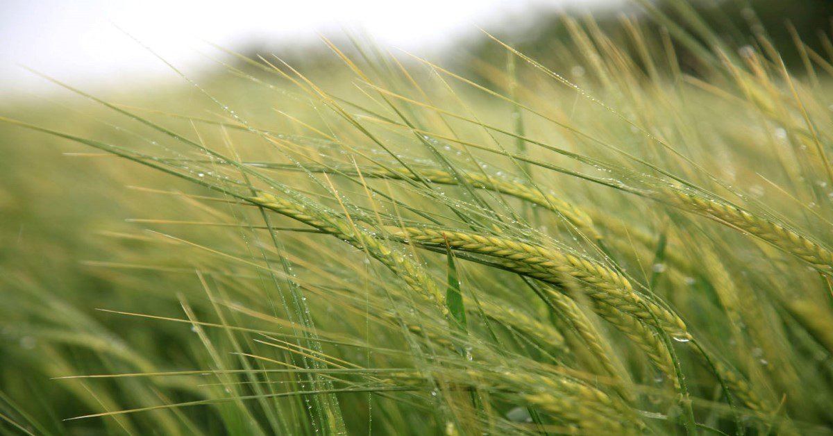 Trigo: saiba como minimizar os efeitos da geada com soluções naturais