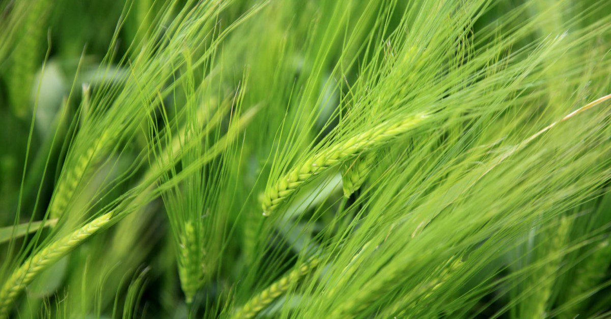 Aplicação da nutrigenômica aponta caminhos para otimização dos cultivos
