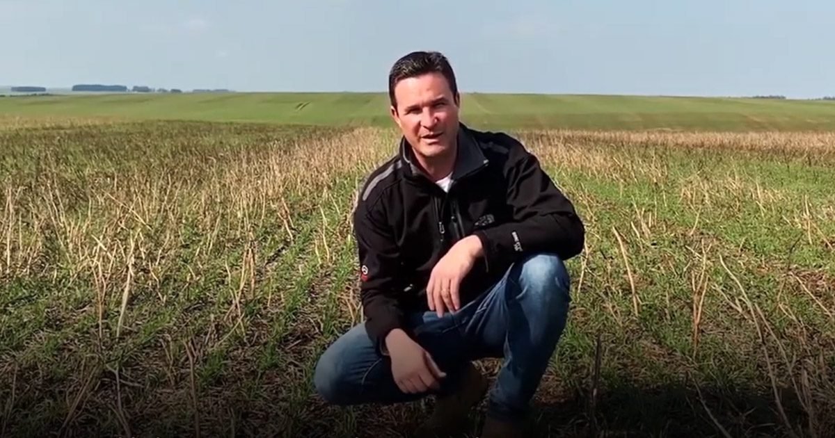 Dicas do Consultor: Manejo das Doenças na Cultura de Inverno