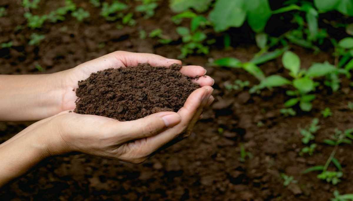 Mapa registra 38 defensivos agrícolas genéricos, incluindo produtos biológicos
