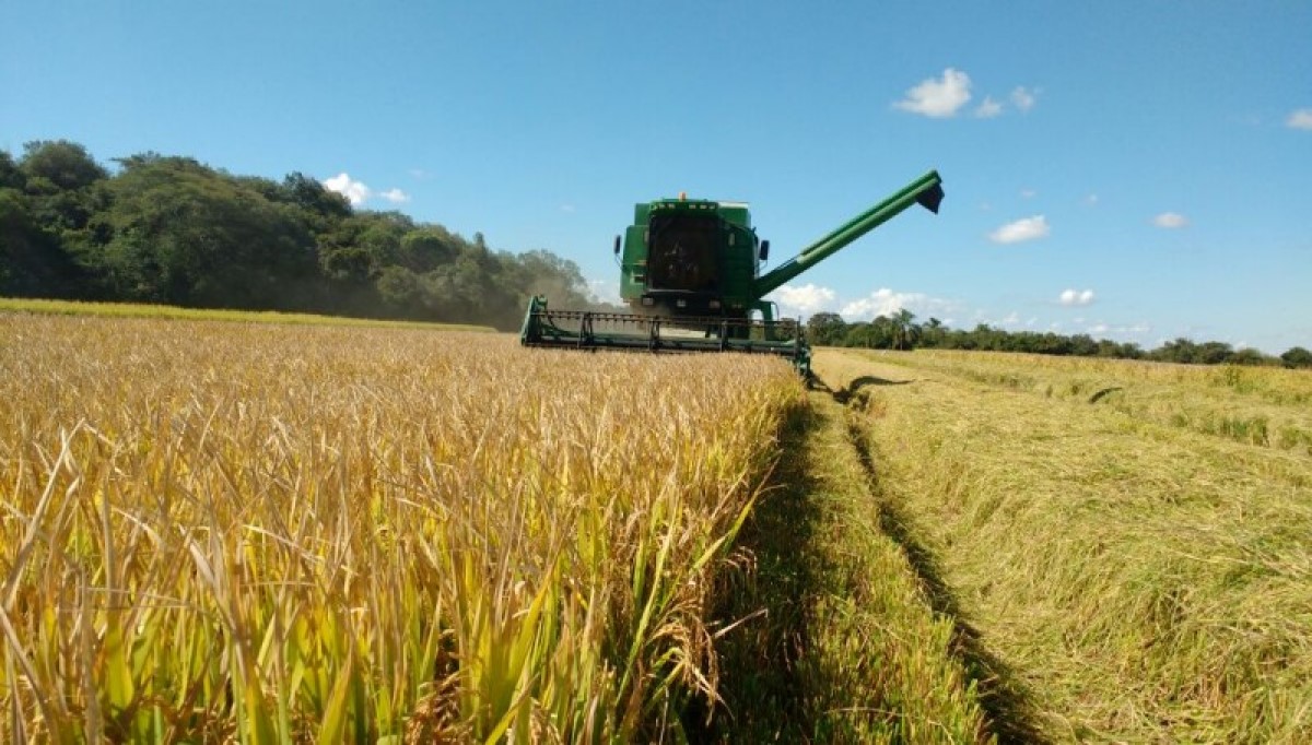 Preços do arroz gaúcho seguem elevados com demanda aquecida e produtor recuado