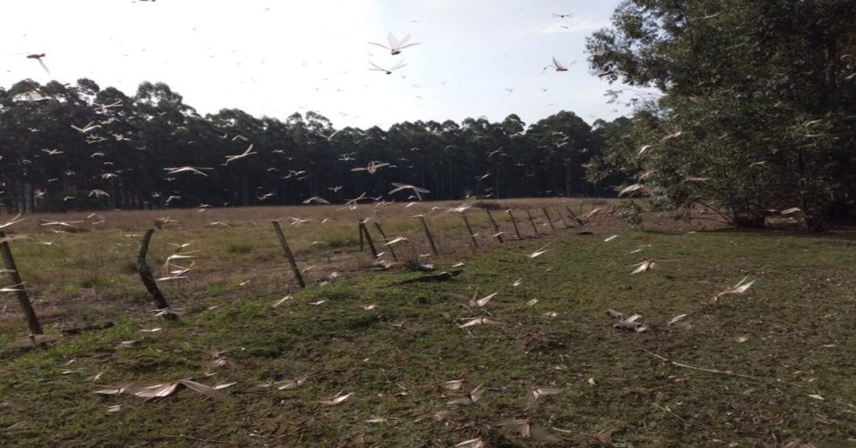 Retorno do calor ao Rio Grande do Sul volta a preocupar sobre gafanhotos