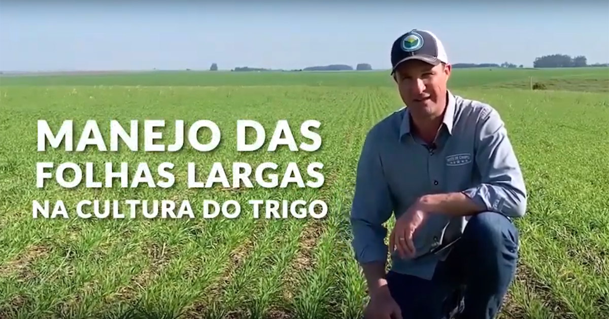 Dicas do Consultor: Manejo das Folhas Largas na Cultura do Trigo