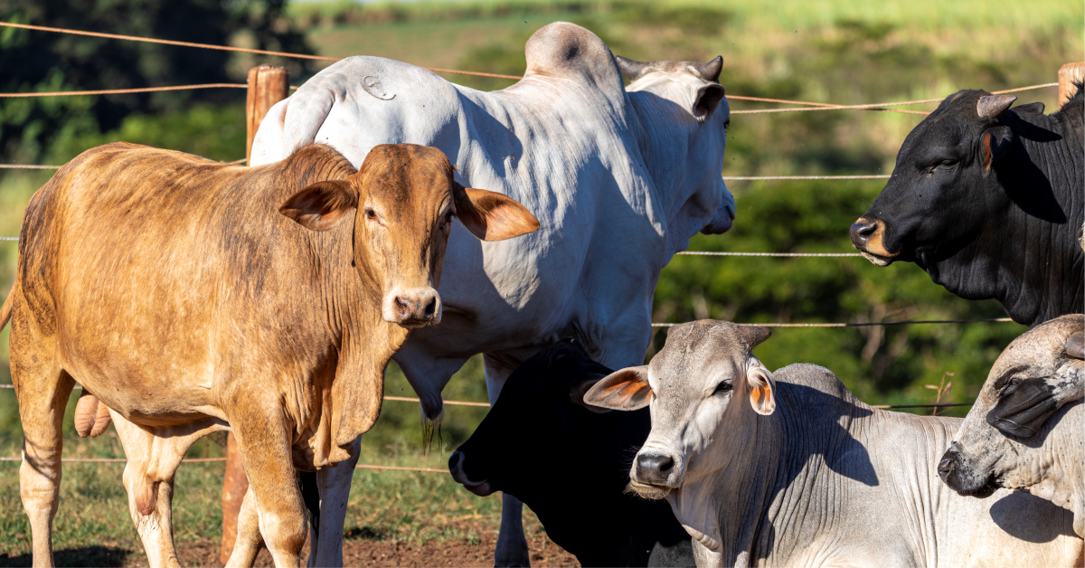 Sustentabilidade na produção da carne bovina: coma carne e salve o planeta!