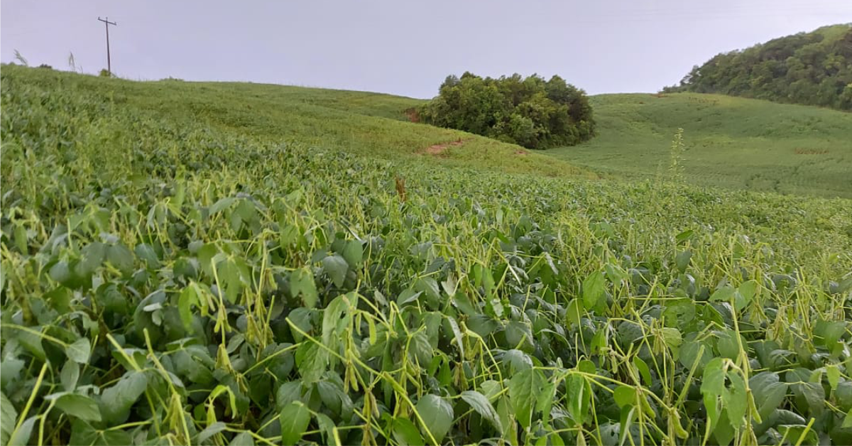 Chuva com granizo atinge lavouras do interior