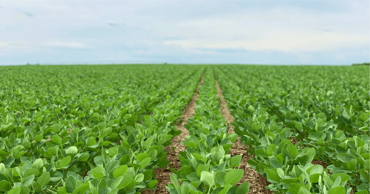Chuvas favorecem desenvolvimento das lavouras