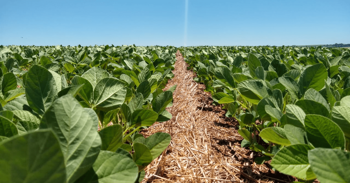 Solo equilibrado é garantia de uma melhor performance nas lavouras