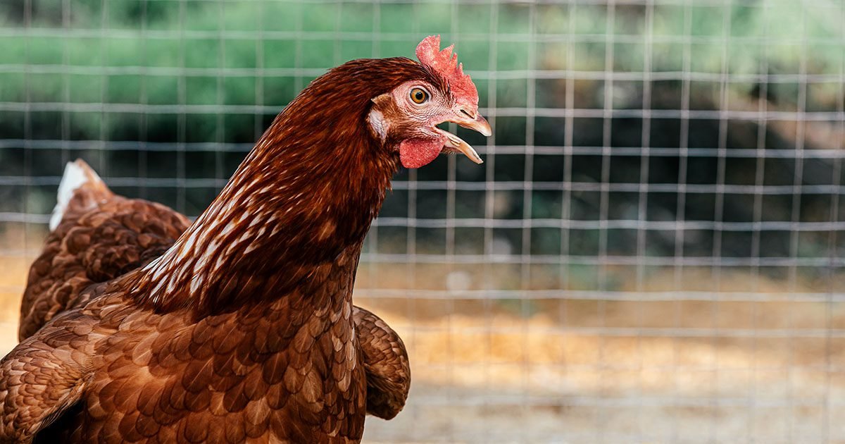Doença de Newcastle: por que o seu controle é tão importante