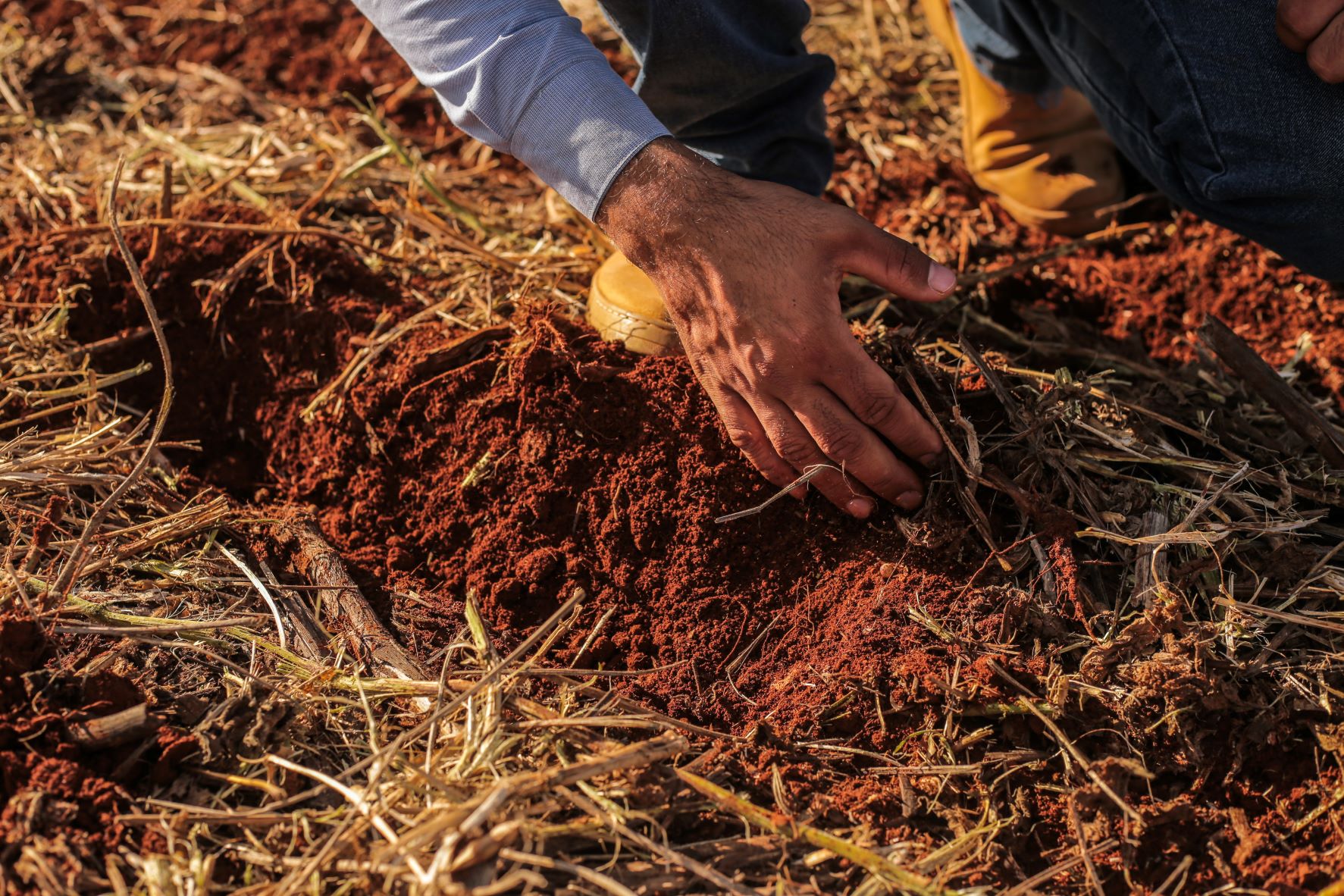 Feijão: manejo biológico contribui para reequilíbrio do solo
